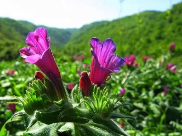 تصویر 3 از قیمت خرید گل گاو زبان صحرایی با فروش عمده
